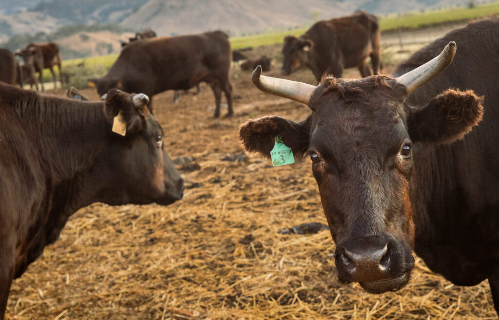 Rancher William Densberger feeds his herd of 100% Japanese Wagyu cattle Wednesday, Oct. 6, 2025 on a ranch owned by Adam Gordon at the base of Mount St. Helena in the Alexander Valley. (John Burgess / The Press Democrat)