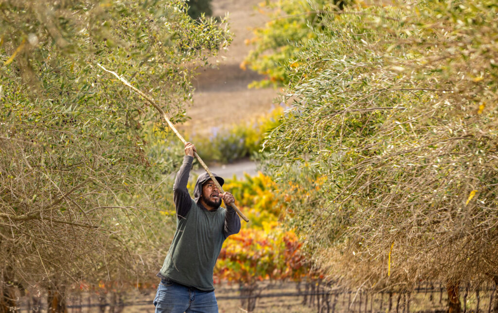 Workers use long poles to knock olives from trees at Keller Estate Winery Wednesday, Oct. 22, 2025 in Petaluma. (John Burgess / The Press Democrat)