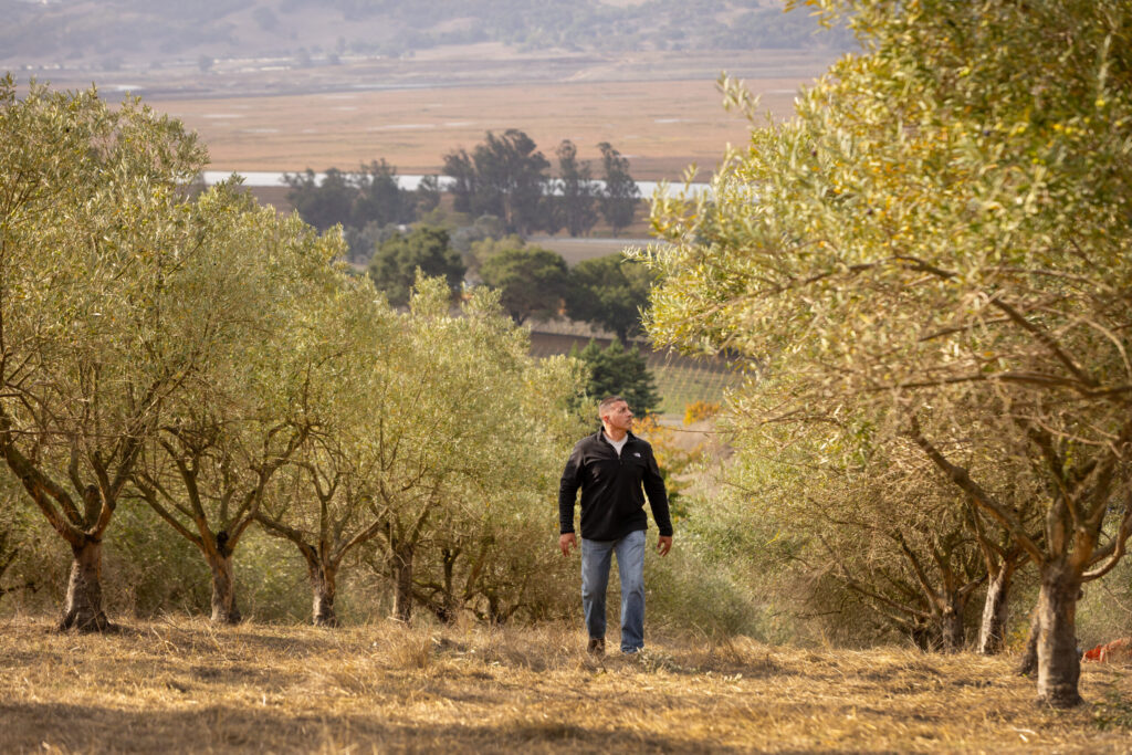 Mousa Husary checks the progress of a new olive orchard in Petaluma he is leasing and bringing the old trees back to productivity for his Husary Olive Oil Wednesday, Oct. 22, 2025 in Petaluma. (John Burgess / The Press Democrat)