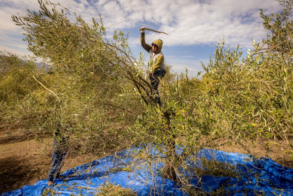 Workers use long poles to knock olives from trees at Keller Estate Winery Wednesday, Oct. 22, 2025 in Petaluma. (John Burgess / The Press Democrat)