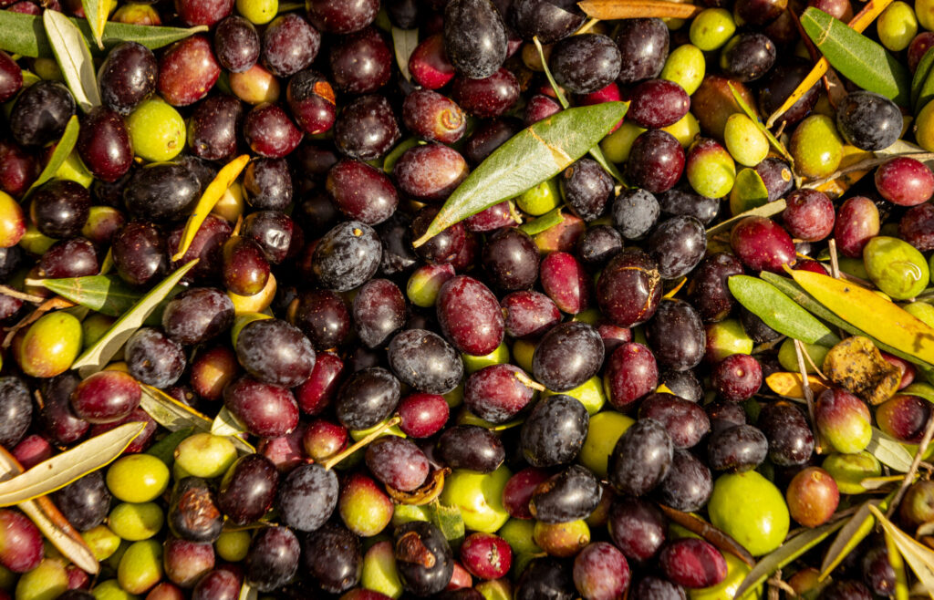 Olives destined for the mill Husary Olive Oil and the Sebastopol Olive Oil Company Friday, Oct. 30, 2025 Graton based companies owned by Palestinian Mousa Housary. (John Burgess / The Press Democrat)