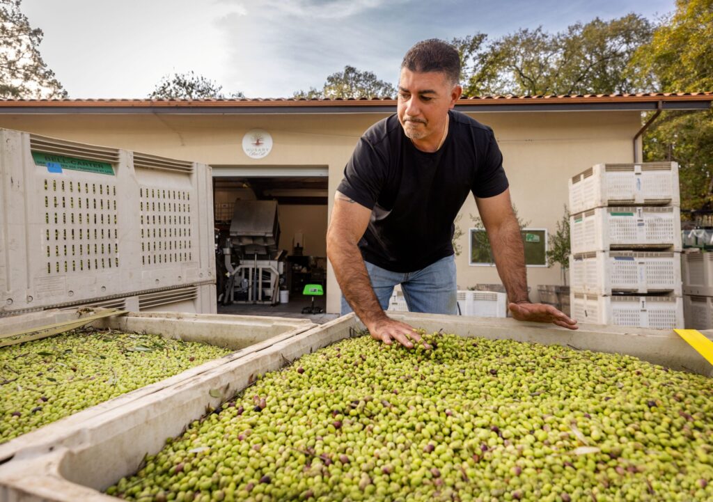 Husary Olive Oil owner Mousa Husary