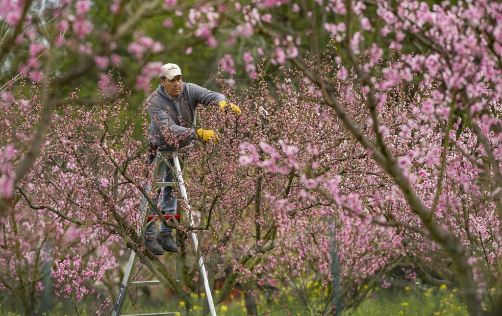 Luis Alcaraz prunes peach trees on the last day of winter in the Dry Creek Valley. (John Burgess / The Press Democrat, file)