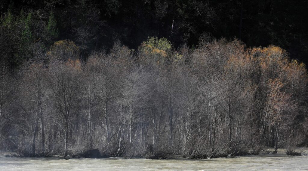 Willow and Aalder trees begin to break from winter slumber along the Soda Creek banks, Thursday, March 14, 2019. (Kent Porter / The Press Democrat, file) 