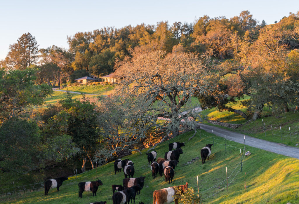 Pasture. (Adam Potts)