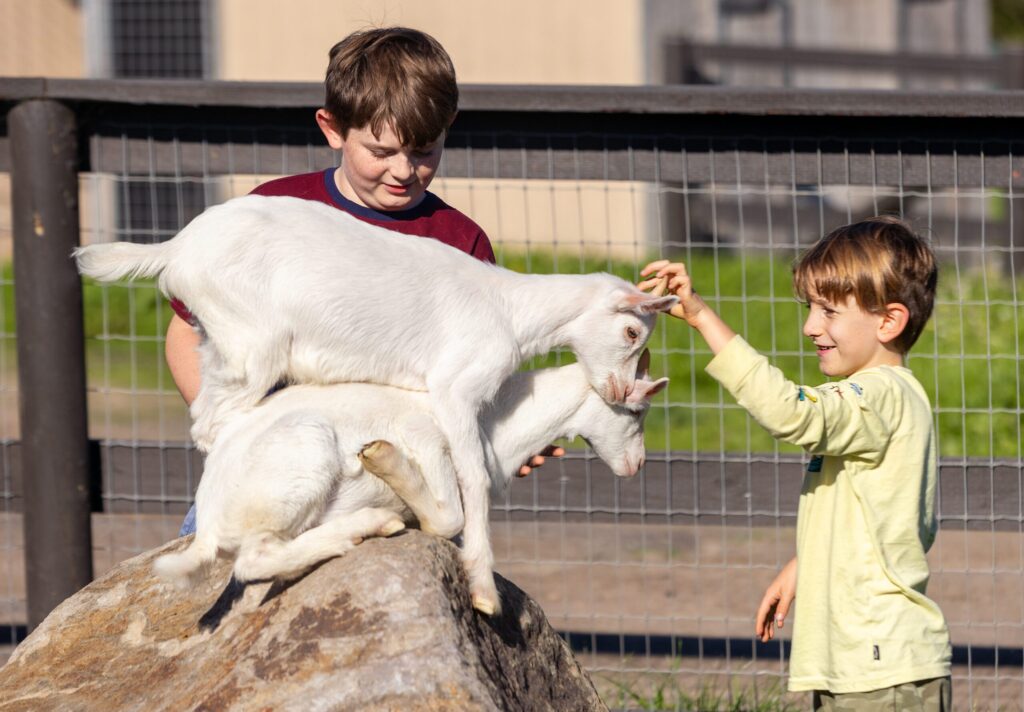 Oliver, 10, left, Finn, 6, Campbell of Santa Barbara play with a pair of rescued baby goats after feeding them at the Goatlandia Farm Animal Sanctuary Monday, Nov. 24, 2025 in Sebastopol. The Bottle Baby Breakfast Club is a fundraiser for the farm whenever they bring in a new group of rescued baby goats. (John Burgess / The Press Democrat)