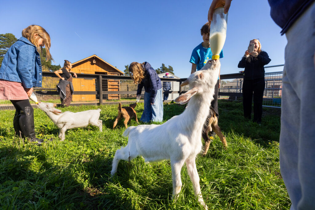 Cousins, from left, Audrey 9, Charlotte, 13 and Silas, 11, feed rescued baby goats at Goatlandia Farm Animal Sanctuary Monday, Nov. 24, 2025 in Sebastopol. The Bottle Baby Breakfast Club is a fundraiser for the farm whenever they bring in a new group of rescued baby goats. (John Burgess / The Press Democrat)