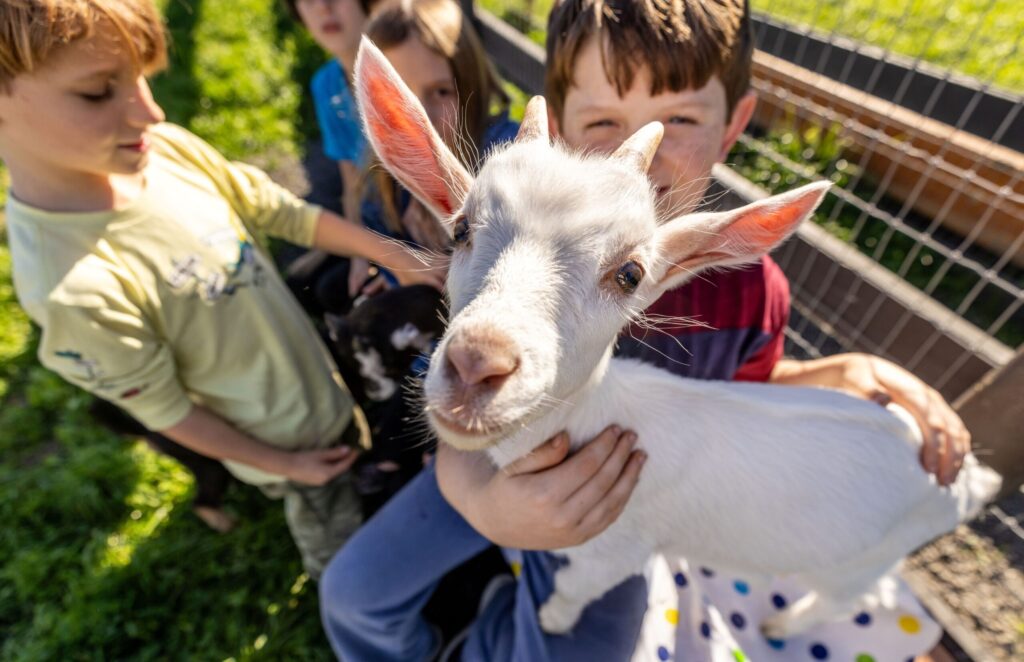 The Goatlandia Farm Animal Sanctuary helps find homes for unwanted boys born into the dairy industry, since they cannot get pregnant and make milk. The Bottle Baby Breakfast Club is a fundraiser for the farm, Monday, Nov. 24, 2025, whenever they bring in new rescued baby goats. (John Burgess / The Press Democrat)