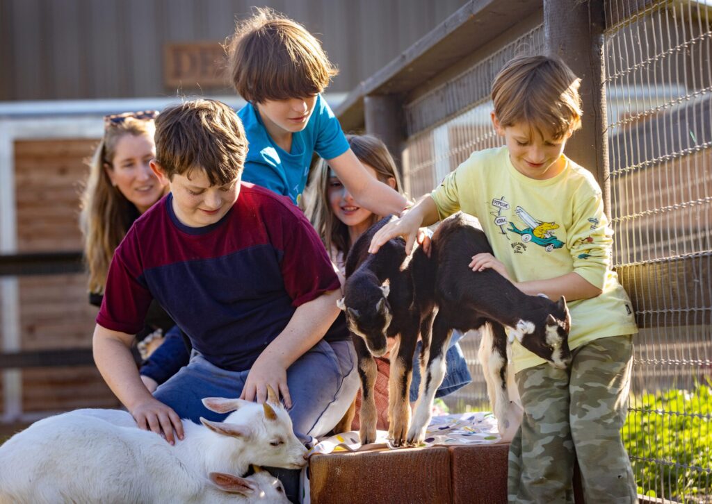 Cousins Oliver, 10, Silas, 11, Audrey, 9, and Finn, 6, have fun with of bunch of other kids, baby goats that is, after feeding them at the Goatlandia Farm Animal Sanctuary Monday, Nov. 24, 2025 in Sebastopol. The Bottle Baby Breakfast Club is a fundraiser for the farm whenever they bring in new rescued baby goats. (John Burgess / The Press Democrat)