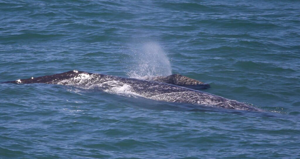 A gray whale and her calf migrate north past Bodega Head, Thursday, April 30, 2015. (Christopher Chung / The Press Democrat, file)