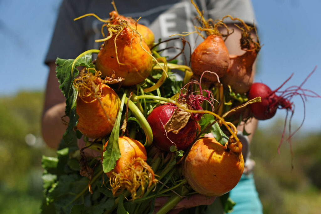 Volunteer Michelle Rechin holding some freshly picked beets at the Food For Thought garden in Forestville on Thursday, April 13, 2021. (Erik Castro/for The Press Democrat)