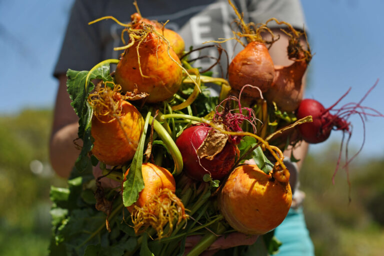 Volunteer Michelle Rechin holding some freshly picked beets at the Food For Thought garden in Forestville on Thursday, April 13, 2021. (Erik Castro/for The Press Democrat)