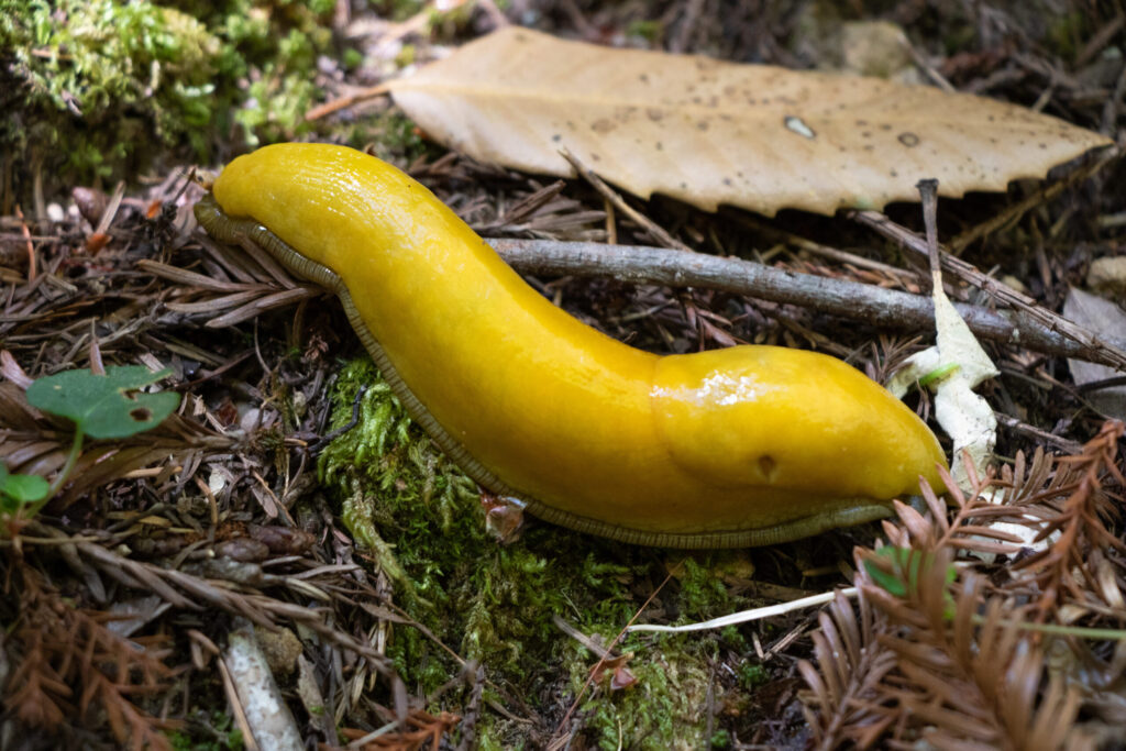 Large yellow banana slug sliding along the forest floor. (Lee Holbrook / Getty Images)