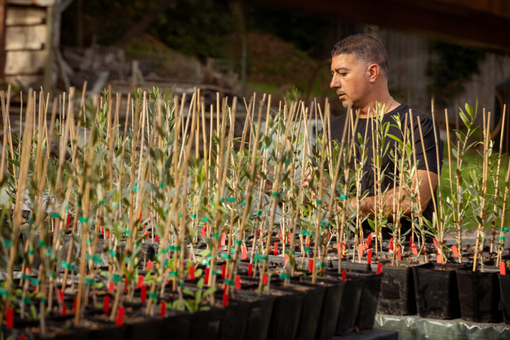 Husary Olive Oil owner Mousa Husary removes weeds from Nabali and Souri Olive trees grown by UC Davis from Palestinian stock Tuesday, Nov. 10, 2025 at his home west of Graton. (John Burgess / The Press Democrat)