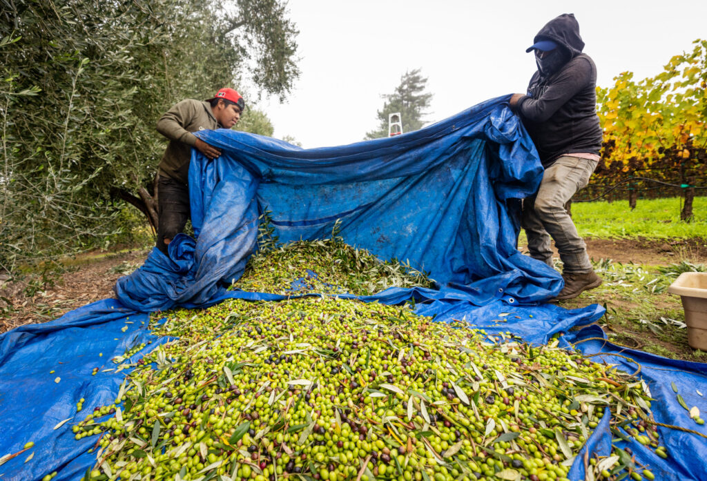 Workers use tarps to collect olives knocked from trees using long poles at an orchard in Larkfield Friday, Oct. 30, 2025. The olives are destined for Husary Olive Oil owned by Palestinian-American Mousa Husary. (John Burgess / The Press Democrat)