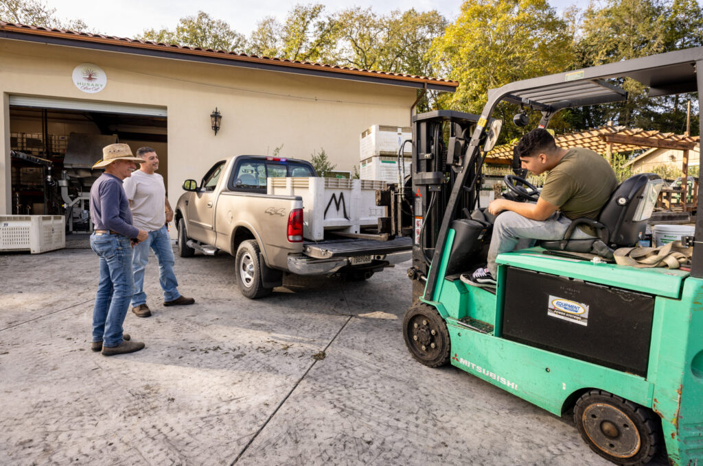 Husary Olive Oil owner Mousa Husary watches his son unload bins of local olives for a customer Friday, Oct. 30, 2025 at the Sebastopol Olive Oil Company west of Graton. (John Burgess / The Press Democrat)