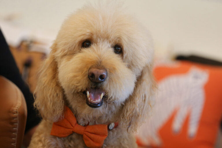 Lord Sandwich, a shaggy Goldendoodle with more than 70,000 social media followers and his own nonprofit, died Feb. 10, 2026. Photo taken in Healdsburg, Monday, Dec. 11, 2023. (Christopher Chung / The Press Democrat)