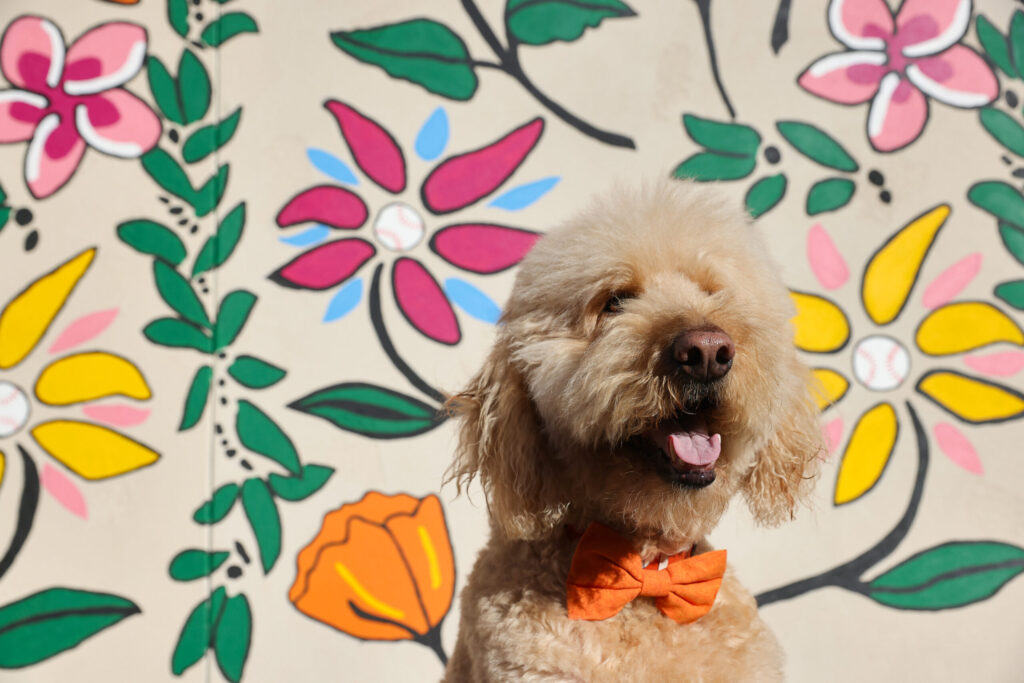 Lord Sandwich, a shaggy Goldendoodle with more than 70,000 social media followers and his own nonprofit, died Feb. 10. Photo taken in Healdsburg, Monday, Dec. 11, 2023. (Christopher Chung / The Press Democrat)