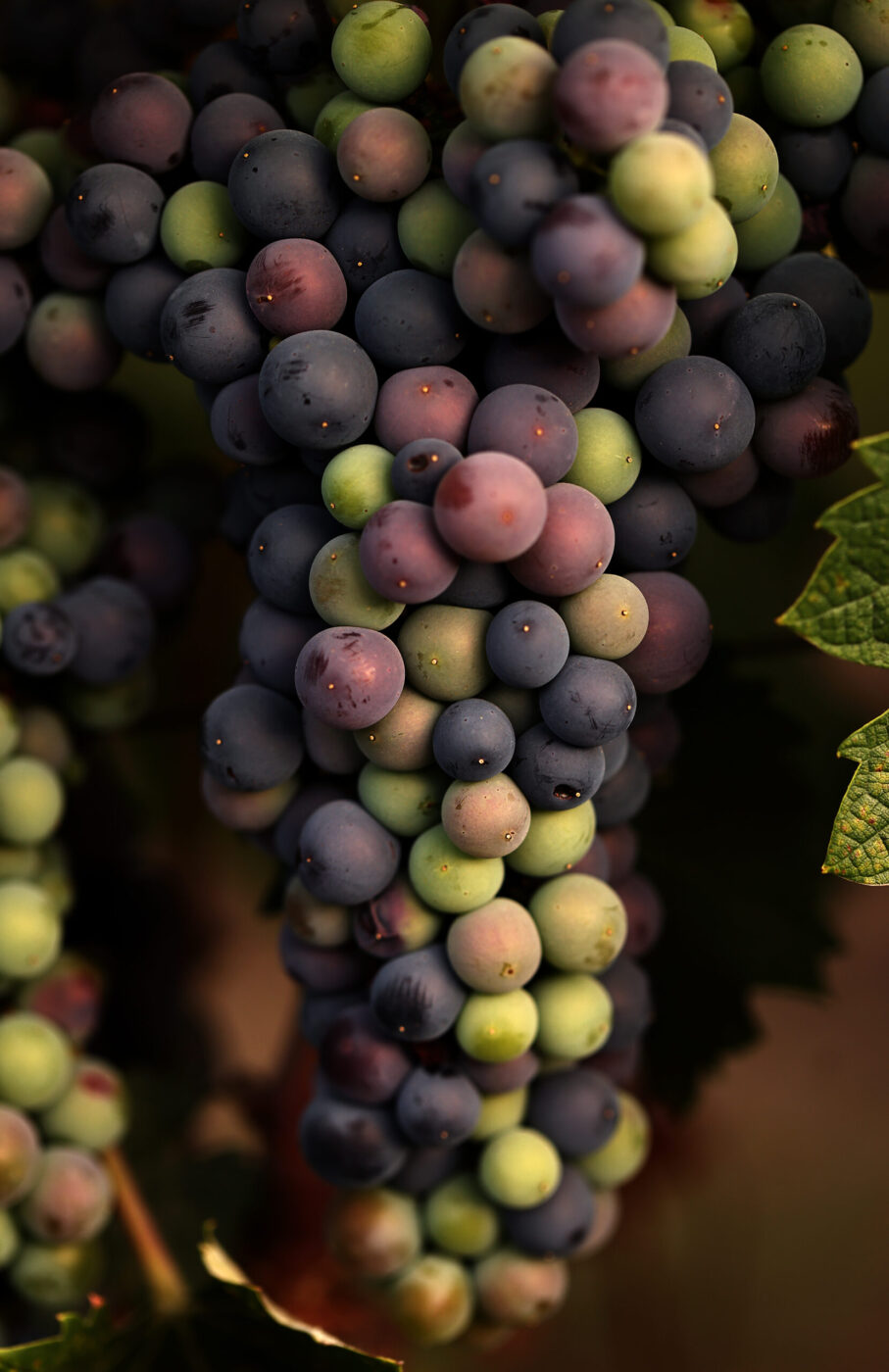 Syrah wine grapes begin veraison at Dutcher crossing Winery in Dry Creek Valley, Wednesday, Aug. 7, 2024. (Kent Porter / The Press Democrat) 