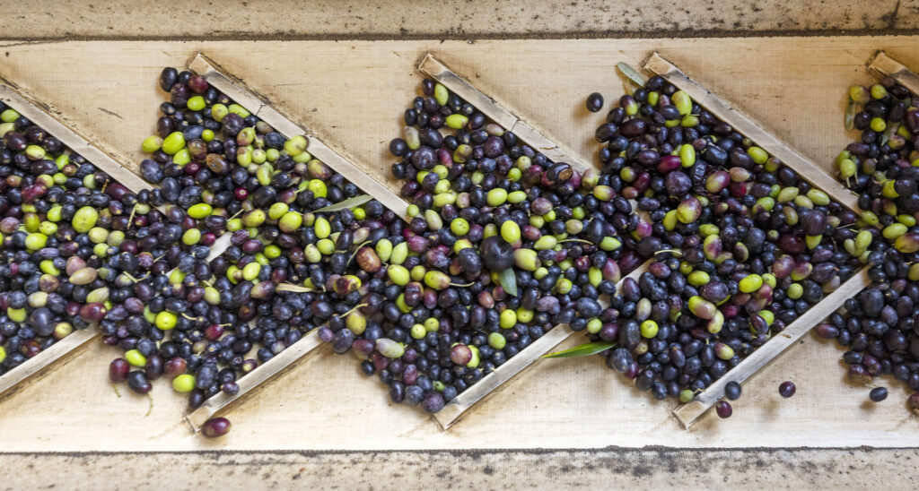 Olives head up a conveyor to be processed at Gold Ridge Organic Farms in west Sonoma County on Thursday, October 28, 2021. (John Burgess/The Press Democrat)