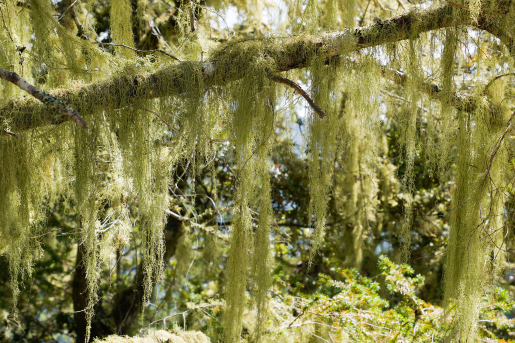 Lace Lichen is a common sight in California, hanging from oaks and other trees. It does not harm its hosts. Animals use it for food and nesting material, according to the California State Library. (Sundry Photography / Shutterstock)
