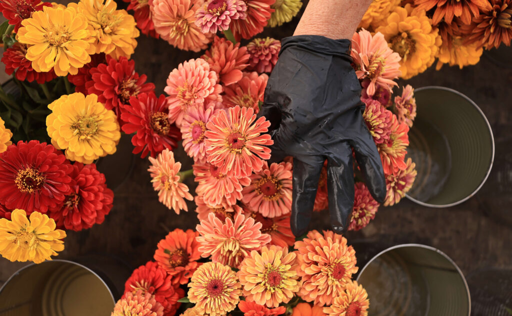 Sarah Kiff of Ridgeview Farm arranges freshly picked flowers in preparation for Healdsburg's Saturday farmers market, Friday, Aug. 4, 2023. (Kent Porter / The Press Democrat)