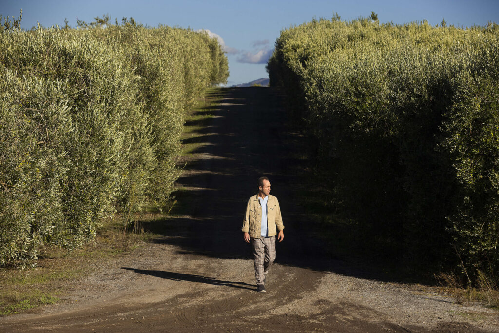 Brooke Hazen grows 70 acres of olives at Gold Ridge Organic Farms in west Sonoma County on Thursday, October 28, 2021. (John Burgess/The Press Democrat)
