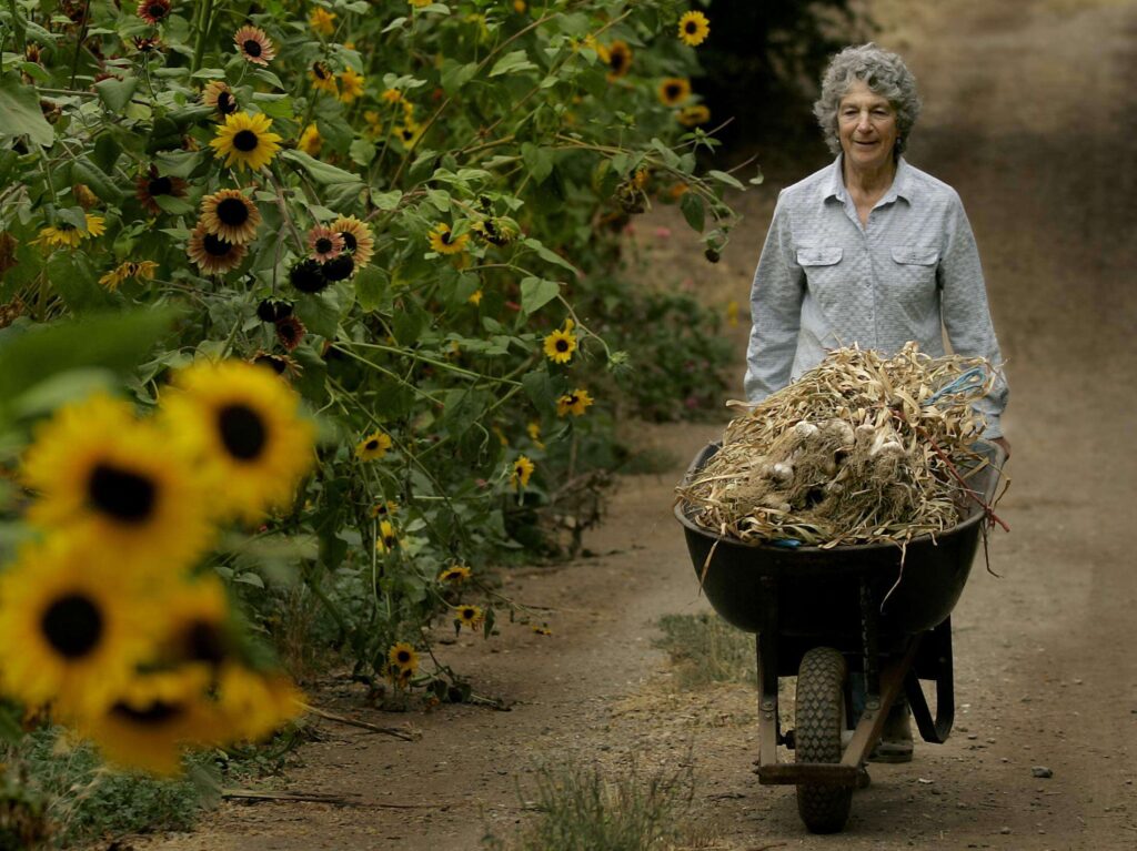 Yael Bernier carries a load of dried garlic to be trimmed for market, Friday July 24, 2009 at her farm off Canyon Road near Geyserville. (Kent Porter / The Press Democrat) 