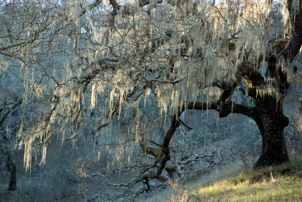 Lace lichen festoons the trees in Sonoma Valley Regional Park. (Julie Vader / Special to the Index-Tribune)