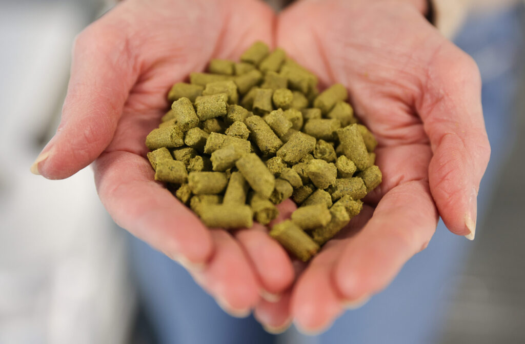 Russian River Brewing Company co-owner Natalie Cilurzo holds a handful of hops from Crosby Hop Farm to be added to a tank of Pliny the Younger in Windsor on Tuesday, January 13, 2026. (Christopher Chung/The Press Democrat)