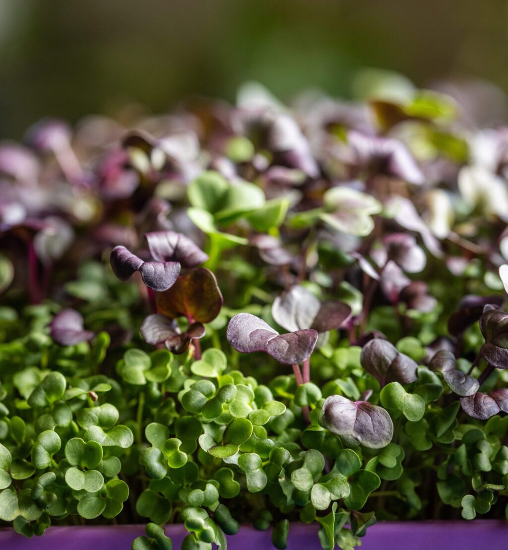 Erica Bergere, owner of Sabi Greens, runs her microgreen "farm" from her garage in suburban Santa Rosa Thursday, Jan. 22, 2026. (John Burgess / The Press Democrat)