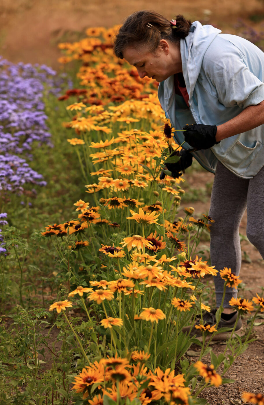 Sarah Kiff of Ridgeview Farm picks flowers in preparation for Healdsburg's Saturday farmers market, Friday, Aug. 4, 2023. (Kent Porter / The Press Democrat)