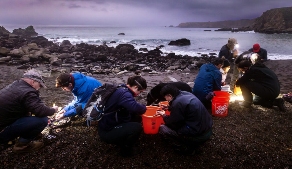 After a low tide harvest of purple sea urchins participants gather at Sand Beach Cove to crack open and eat the delicious uni during a foraging class with Fork in the Path tours Jan. 18, 2026 at the Sand Beach Cove at Fort Ross State Historic Park on the Sonoma Coast. (John Burgess / The Press Democrat)