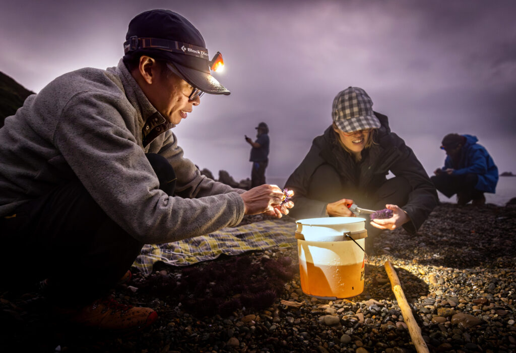 David Chew and Megan Harclerode open their harvest of purple sea urchins for their delicious uni during a foraging class with Fork in the Path tours Jan. 18, 2026 at the Sand Beach Cove at Fort Ross State Historic Park on the Sonoma Coast. (John Burgess / The Press Democrat)