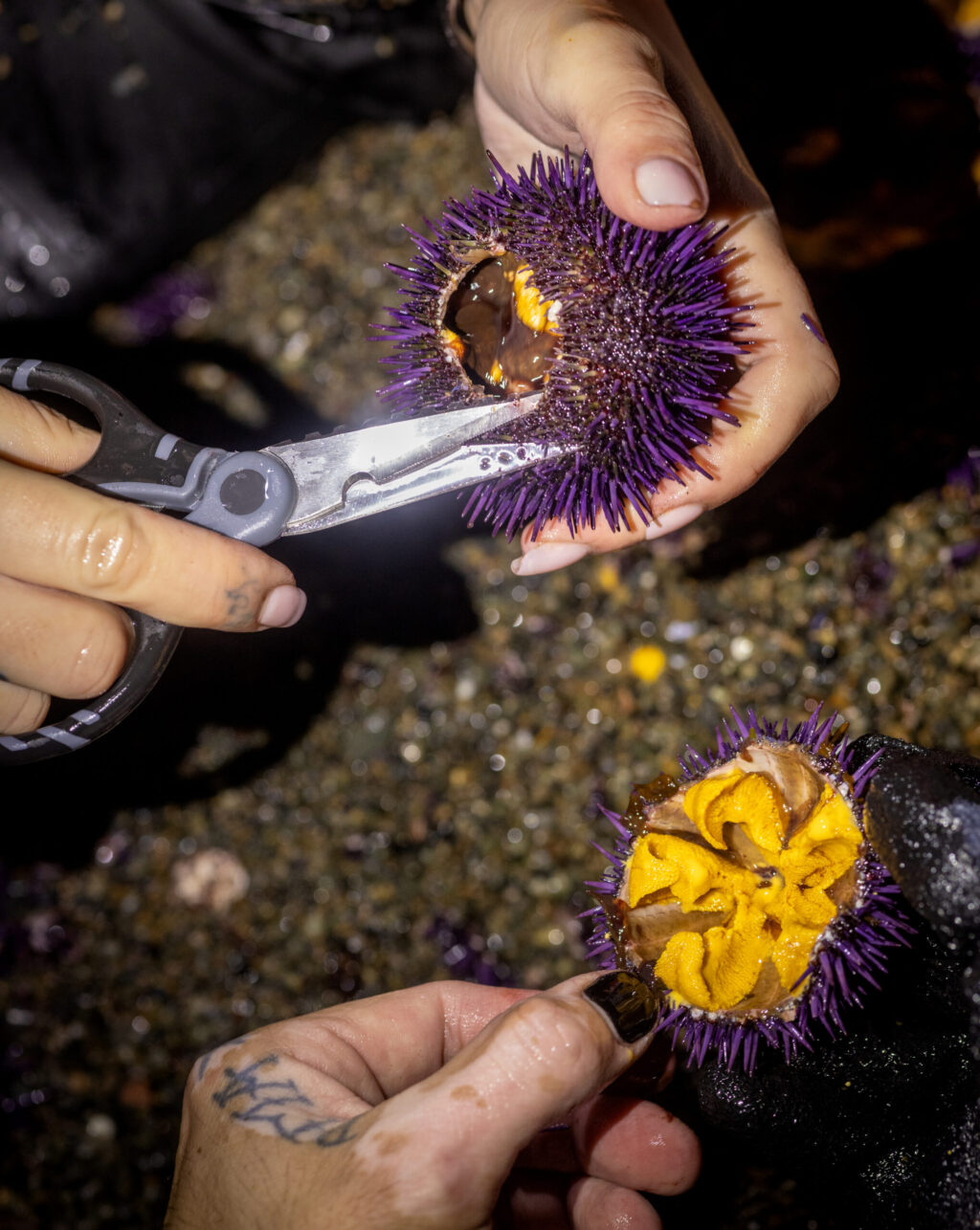 Cutting open purple sea urchins to reveal the edible uni at a foraging class with Fork in the Path tours Jan. 18, 2026 at the Sand Beach Cove at Fort Ross State Historic Park on the Sonoma Coast. (John Burgess / The Press Democrat)