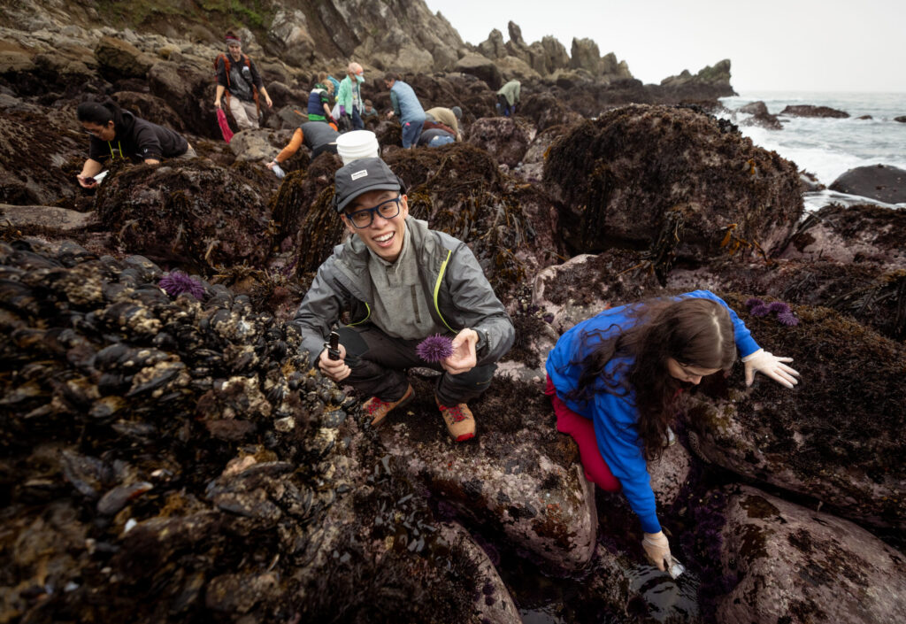 David Chew and Megan Harclerode comb the rocks for purple sea urchins during foraging class with Fork in the Path tours Jan. 18, 2026 at the Sand Beach Cove at Fort Ross State Historic Park on the Sonoma Coast. (John Burgess / The Press Democrat)