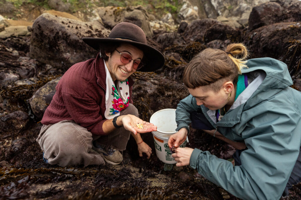 Joel Gresham shows of his tiny hand full of the delicious uni, the edible gonads of purple sea urchin, to Lola Freeman at a class with Fork in the Path tours Jan. 18, 2026 at the Sand Beach Cove at Fort Ross State Historic Park on the Sonoma Coast. (John Burgess / The Press Democrat)