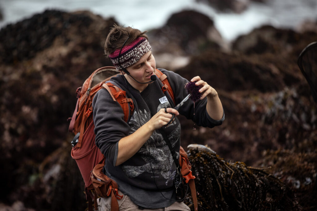 Fork in the Path instructor Ryn Sullivan shows participants how to open and remove the uni from purple sea urchins during a foraging class Jan. 18, 2026 at the Sand Beach Cove at Fort Ross State Historic Park on the Sonoma Coast. (John Burgess / The Press Democrat)