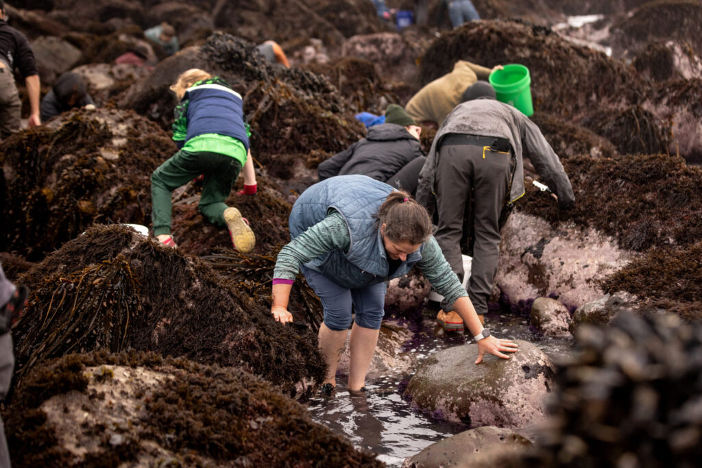 Delicacy seeking foodies comb the rocks for purple sea urchins during foraging class with Fork in the Path tours Jan. 18, 2026 at the Sand Beach Cove at Fort Ross State Historic Park on the Sonoma Coast. (John Burgess / The Press Democrat)