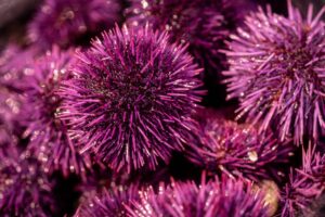 Purple sea urchins gathered during a sea urchin uni foraging class with Fork in the Path tours Jan. 18, 2026 at the Sand Beach Cove at Fort Ross State Historic Park on the Sonoma Coast. (John Burgess / The Press Democrat)