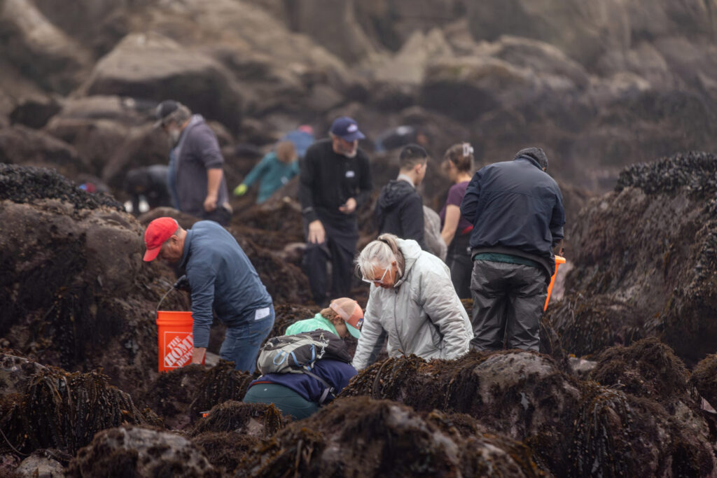 Delicacy seeking foodies comb the rocks for purple sea urchins during foraging class with Fork in the Path tours Jan. 18, 2026 at the Sand Beach Cove at Fort Ross State Historic Park on the Sonoma Coast. (John Burgess / The Press Democrat)