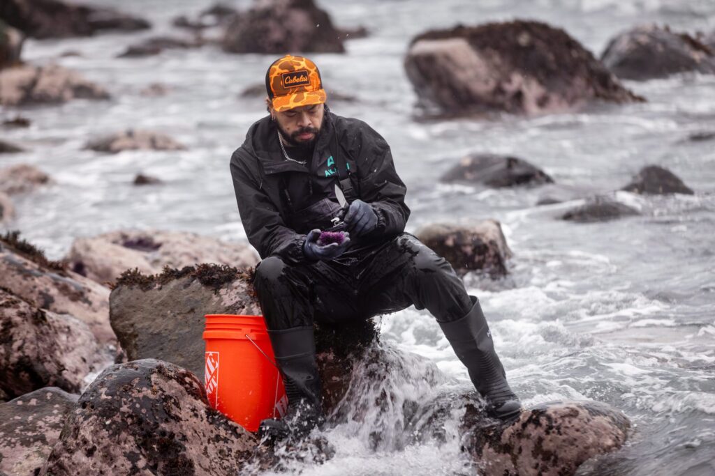 Frank Guardano of San Jose prepares a purple sea urchin harvested during an uni foraging class with Fork in the Path tours Jan. 18, 2026 at the Sand Beach Cove at Fort Ross State Historic Park on the Sonoma Coast. (John Burgess / The Press Democrat)