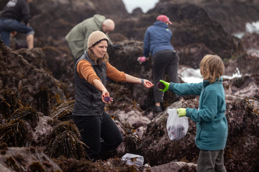 Delicacy seeking foodies comb the rocks for purple sea urchins during foraging class with Fork in the Path tours Jan. 18, 2026 at the Sand Beach Cove at Fort Ross State Historic Park on the Sonoma Coast. (John Burgess / The Press Democrat)