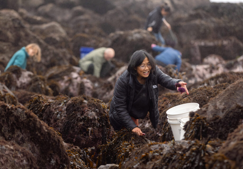 Delicacy seeking foodies comb the rocks for purple sea urchins during foraging class with Fork in the Path tours Jan. 18, 2026 at the Sand Beach Cove at Fort Ross State Historic Park on the Sonoma Coast. (John Burgess / The Press Democrat)