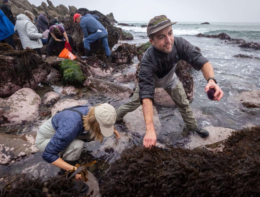 Delicacy seeking foodies comb the rocks for purple sea urchins during foraging class with Fork in the Path tours Jan. 18, 2026 at the Sand Beach Cove at Fort Ross State Historic Park on the Sonoma Coast. (John Burgess / The Press Democrat)