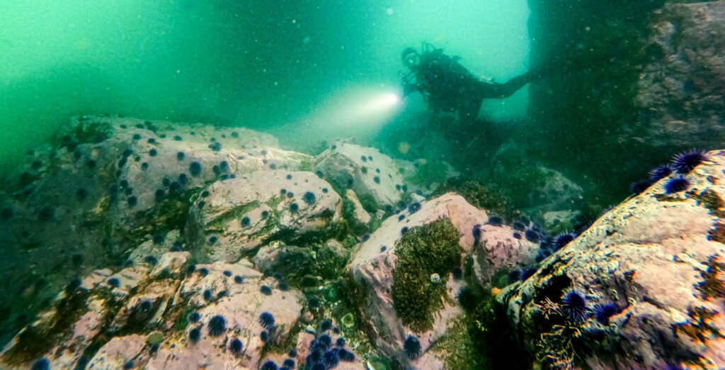 Bodega Marin Lab PhD candidate Maya Munstermann studies urchins and the effects of climate change and marine heatwave events on kelp forest ecosystems. (Courtesy of Maya Munstermann)
