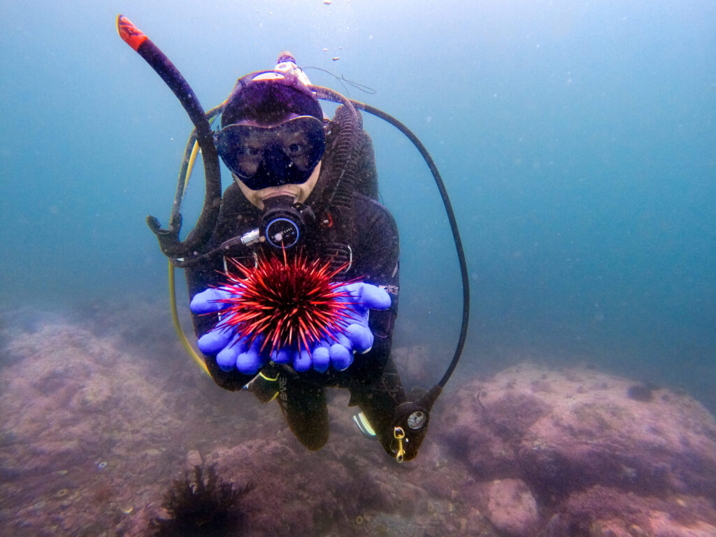 Bodega Marin Lab PhD candidate Maya Munstermann studies urchins and the effects of climate change and marine heatwave events on kelp forest ecosystems. (Courtesy of Maya Munstermann)