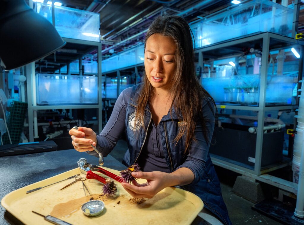 U.C. Berkeley PhD candidate Maya Munstermann dissects a purple urchin at the Bodega Marin Lab where she studies the effects of climate change and marine heatwave events on kelp forest ecosystems. (Courtesy of Maya Munstermann)