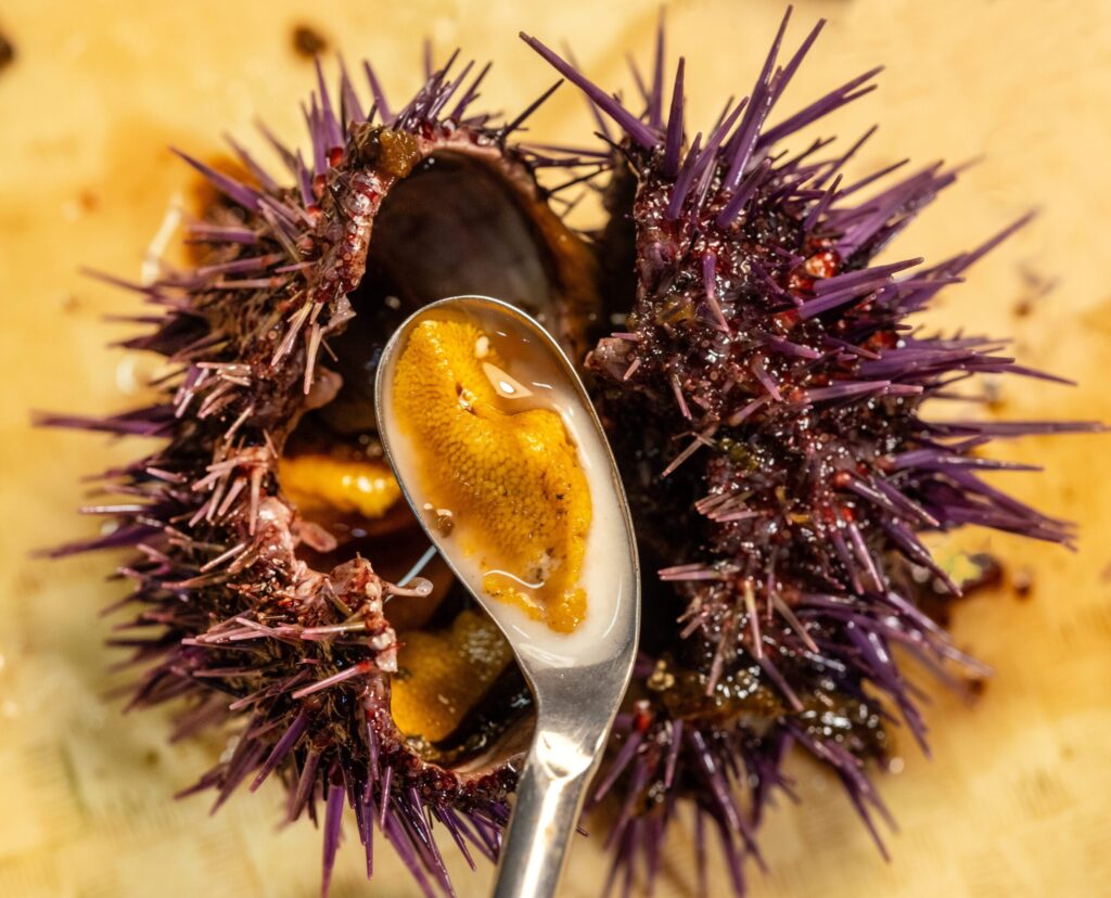 The dissected purple sea urchin reveals the gonads, the edible uni, with the sperm that makes them such prolific breeders along the Sonoma Coast. (Courtesy of Maya Munstermann)