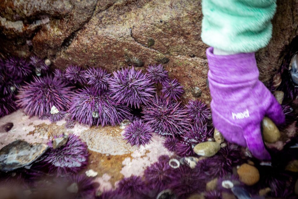 Delicacy seeking foodies comb the rocks for purple sea urchins during foraging class with Fork in the Path tours Jan. 18, 2026 at the Sand Beach Cove at Fort Ross State Historic Park on the Sonoma Coast. (John Burgess / The Press Democrat)